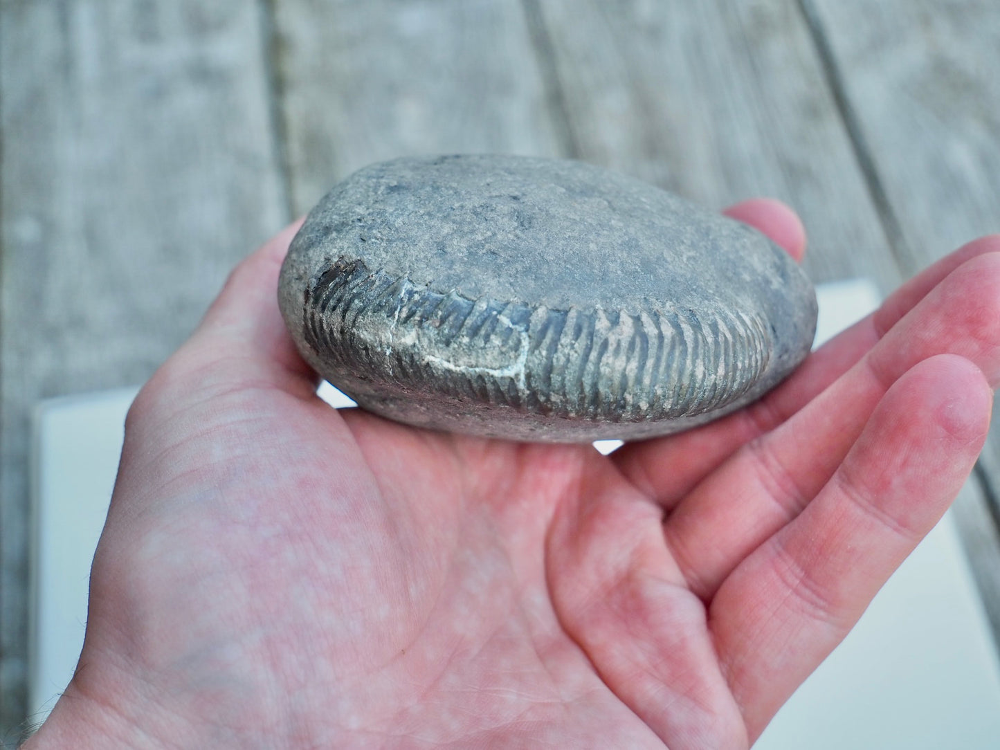 Whitby Ammonite Nodule – Unprepared Jurassic Fossil – Yorkshire Coast