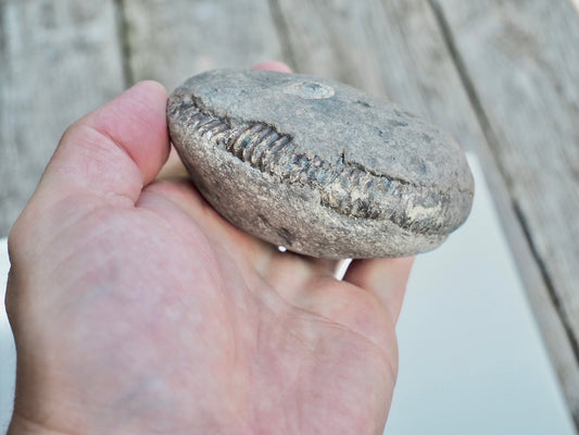 Whitby Ammonite Nodule – Unprepared Jurassic Fossil – Yorkshire Coast