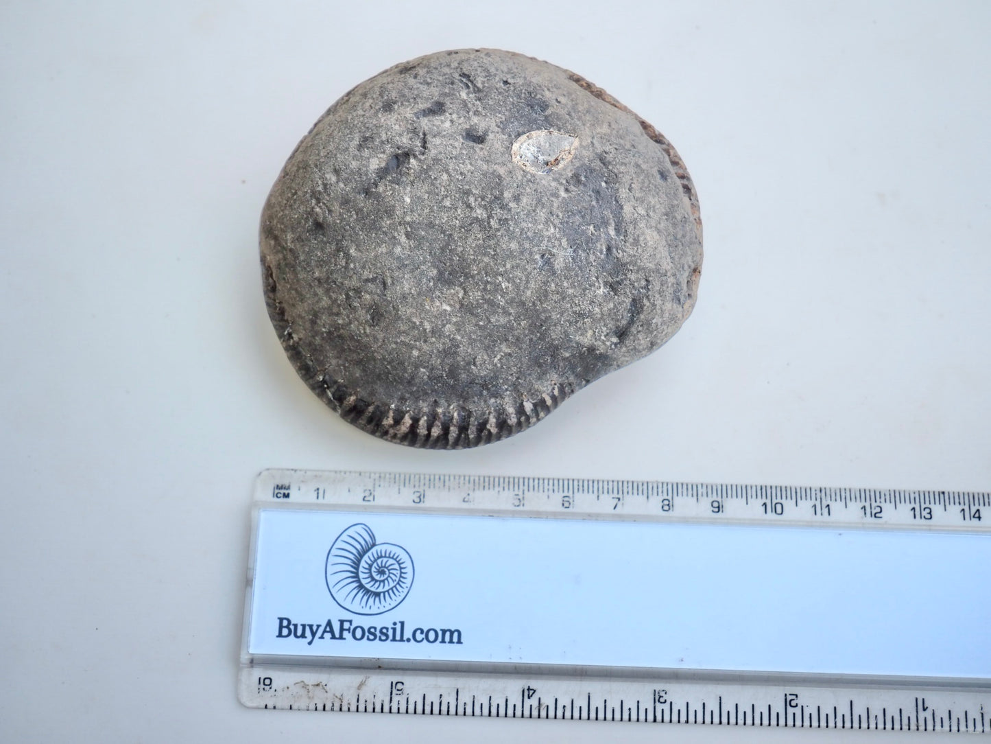 Whitby Ammonite Nodule – Unprepared Jurassic Fossil – Yorkshire Coast