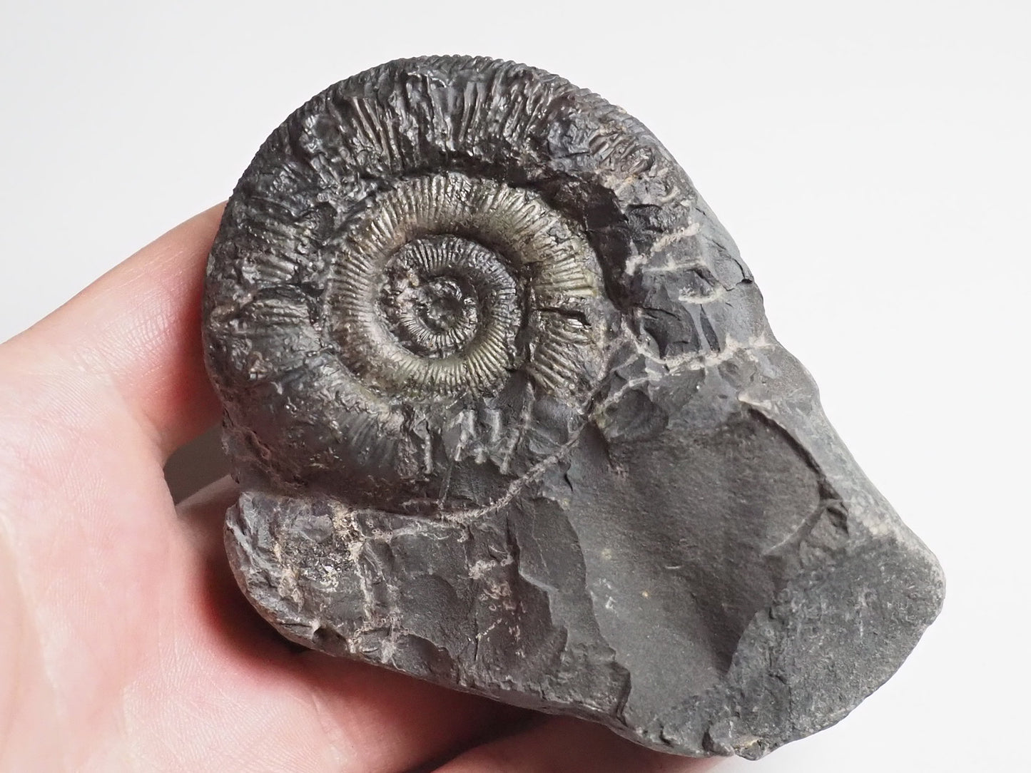 Ammonite