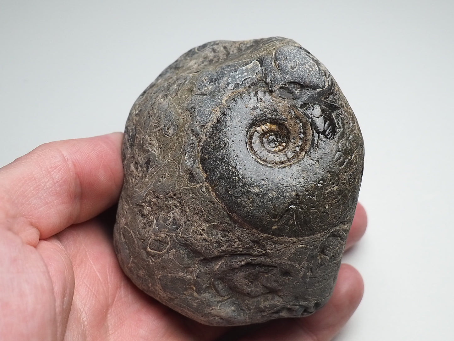 Ammonite