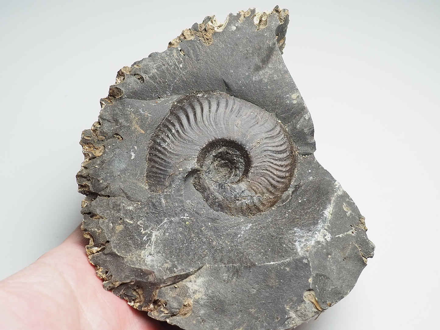 Ammonite