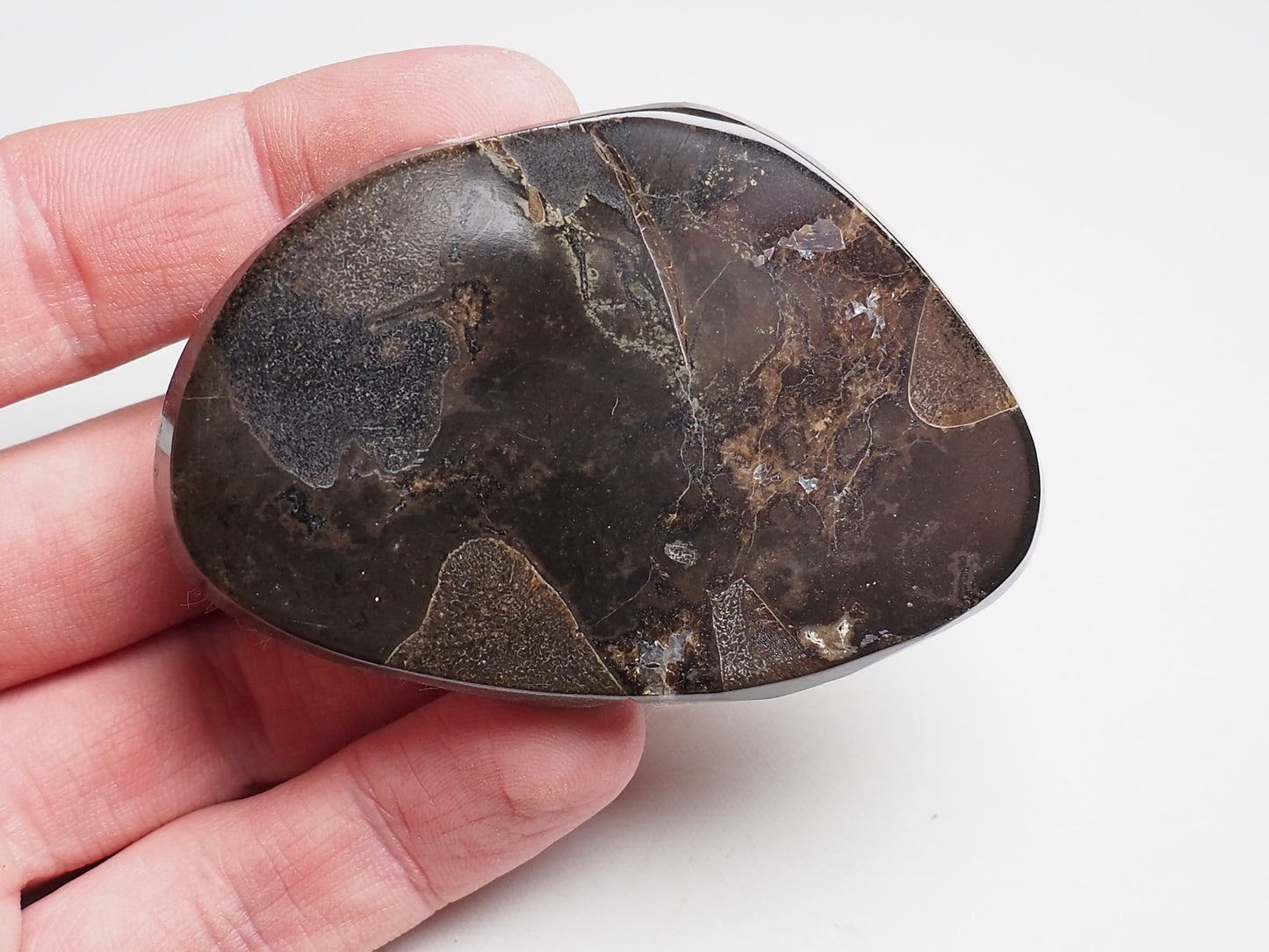 Polished Pebble With Possible Reptile Bone