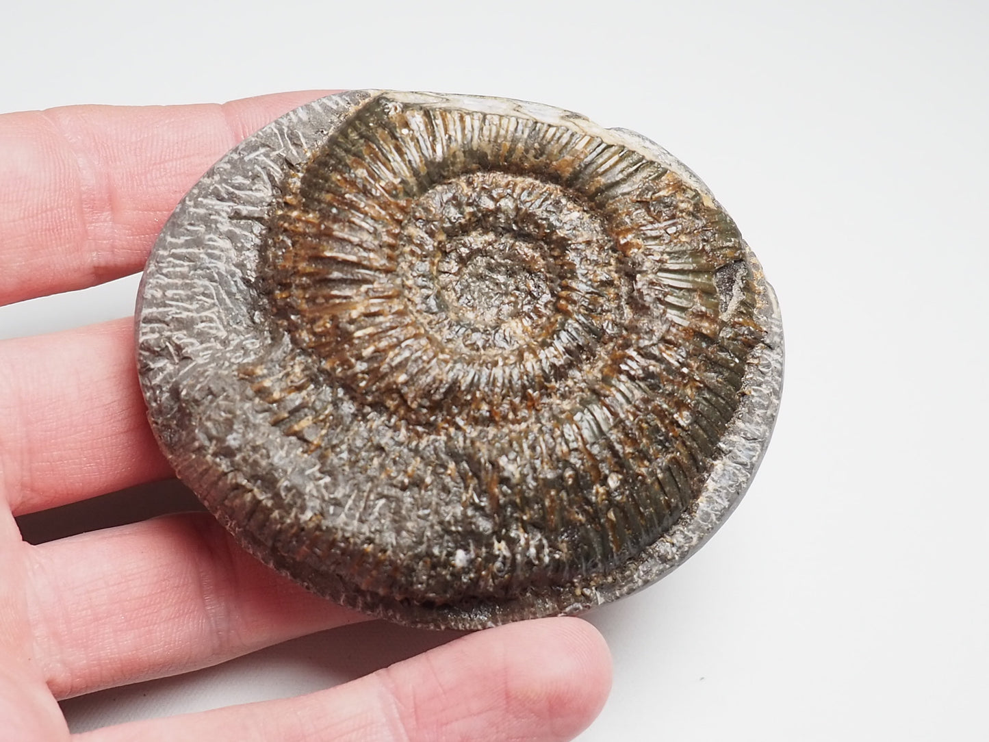 Ammonite