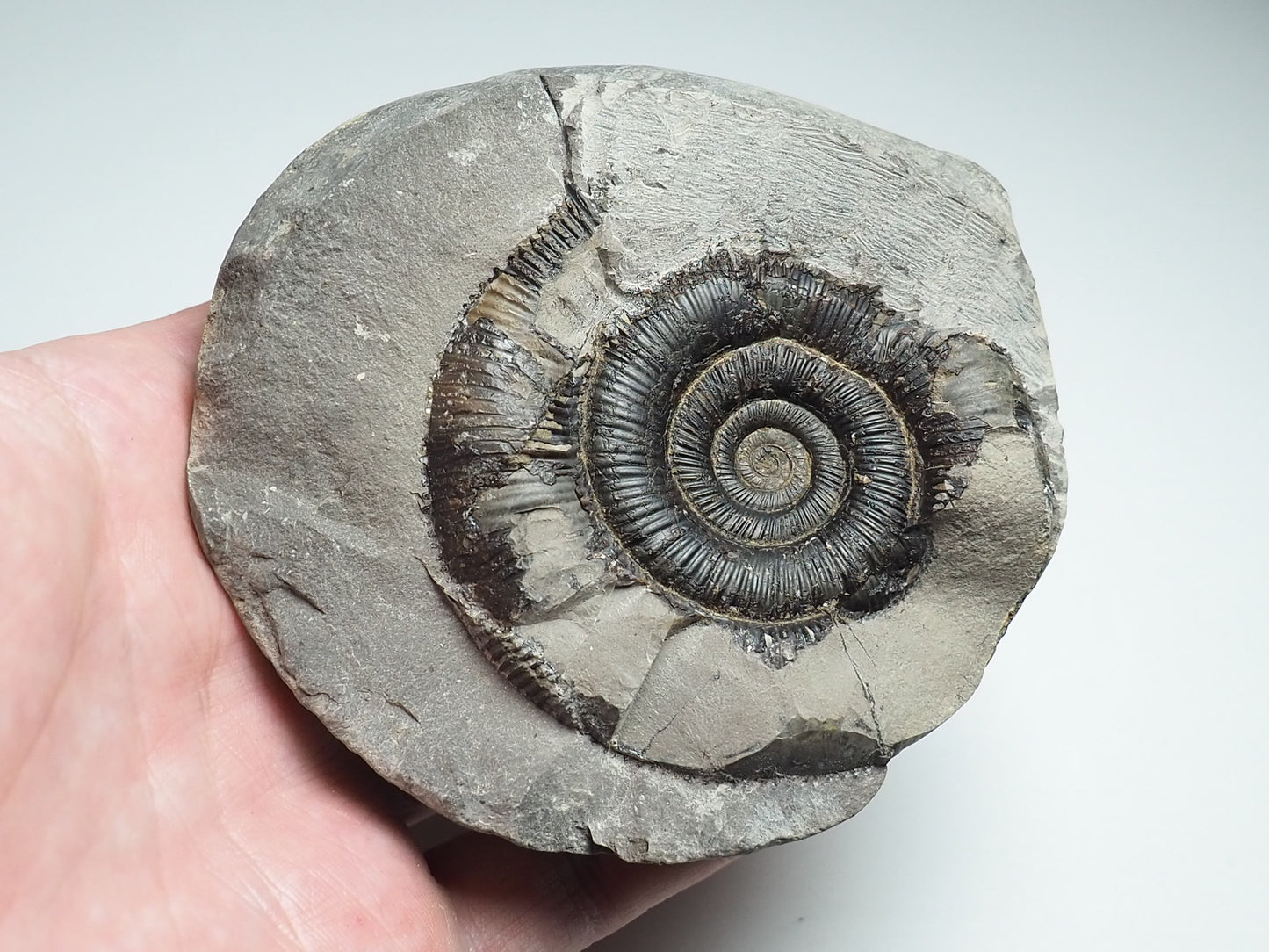 Ammonite