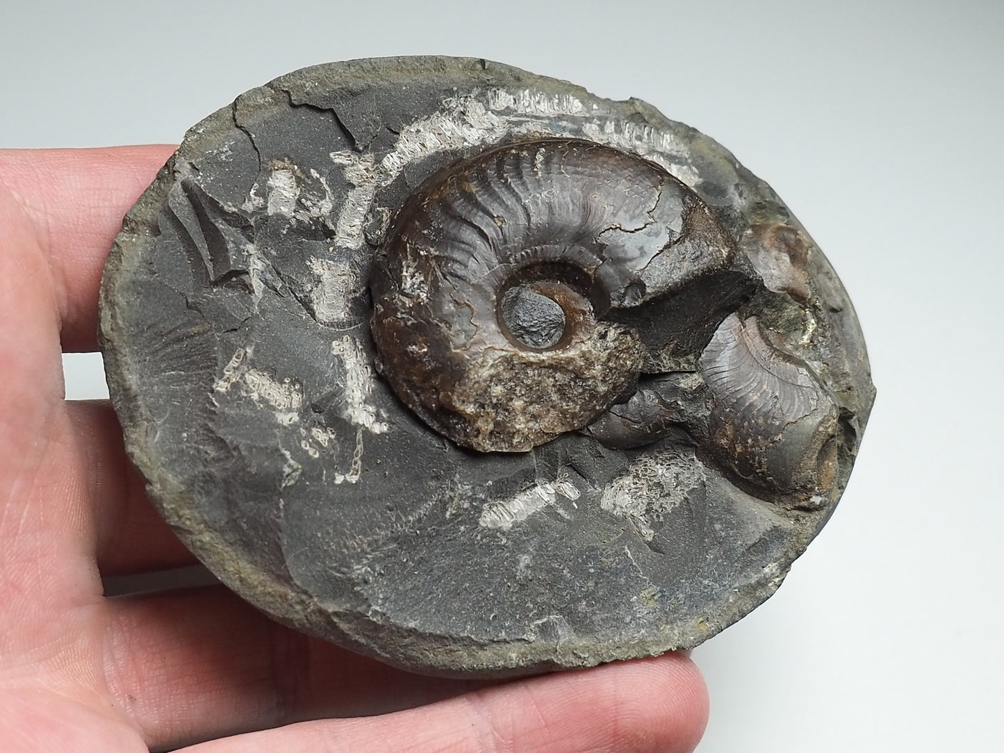 Ammonite