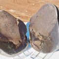 Cut & Polished Ichthyosaur Bones