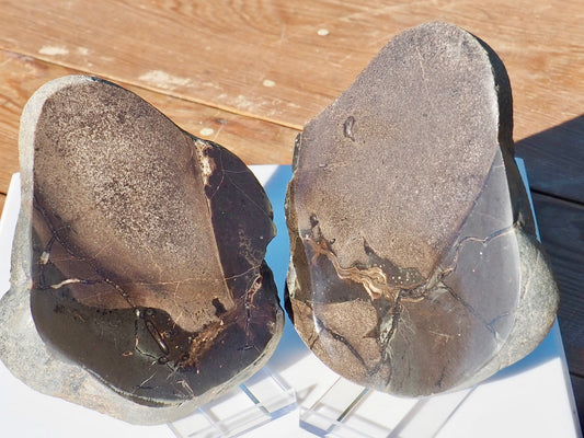 Cut & Polished Ichthyosaur Bones
