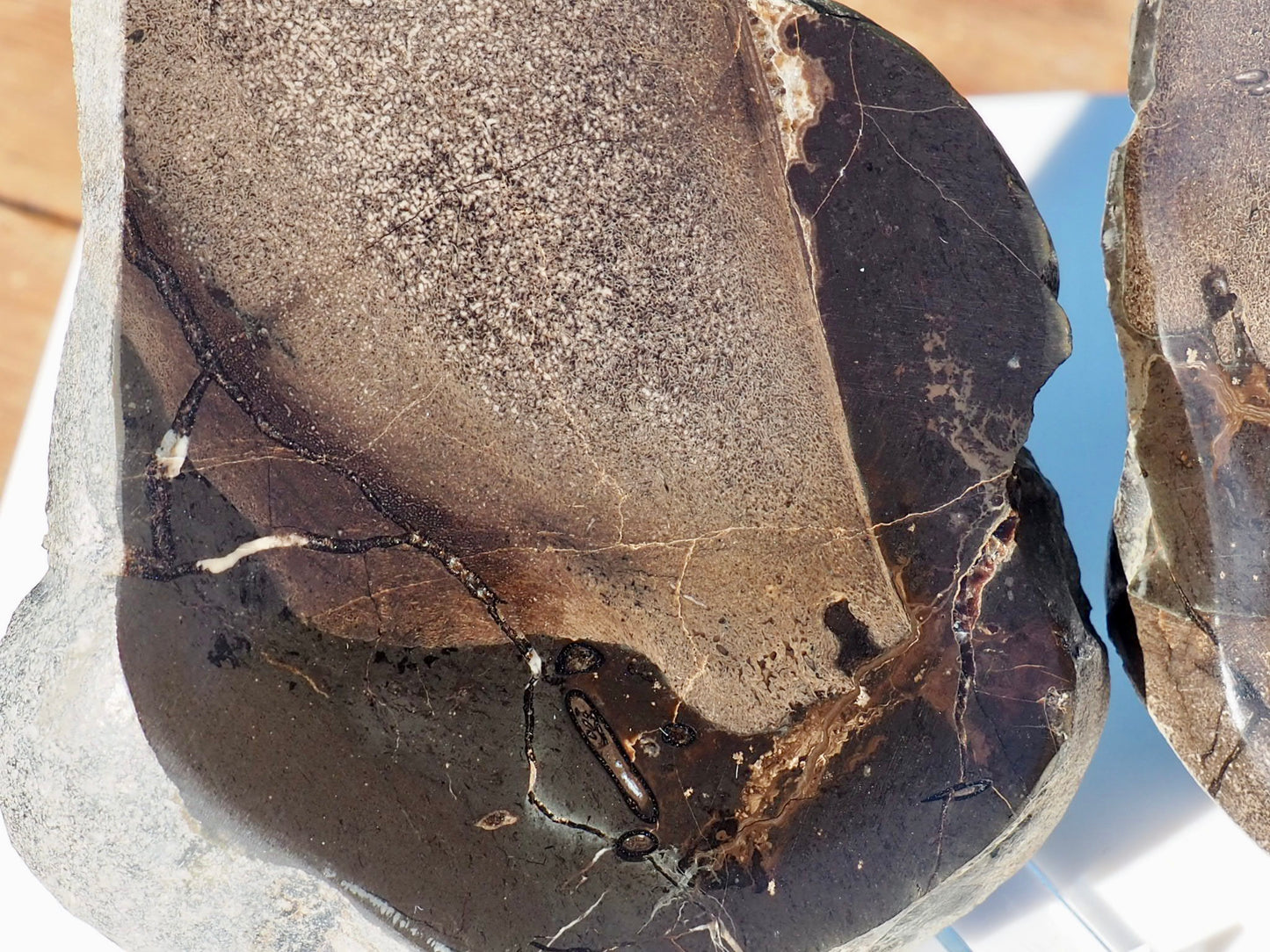 Cut & Polished Ichthyosaur Bones