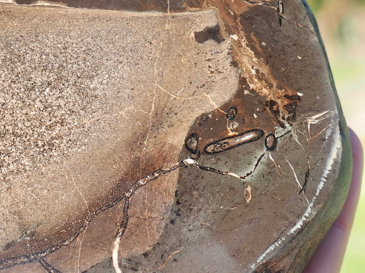 Cut & Polished Ichthyosaur Bones