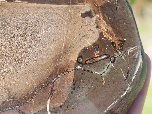 Cut & Polished Ichthyosaur Bones