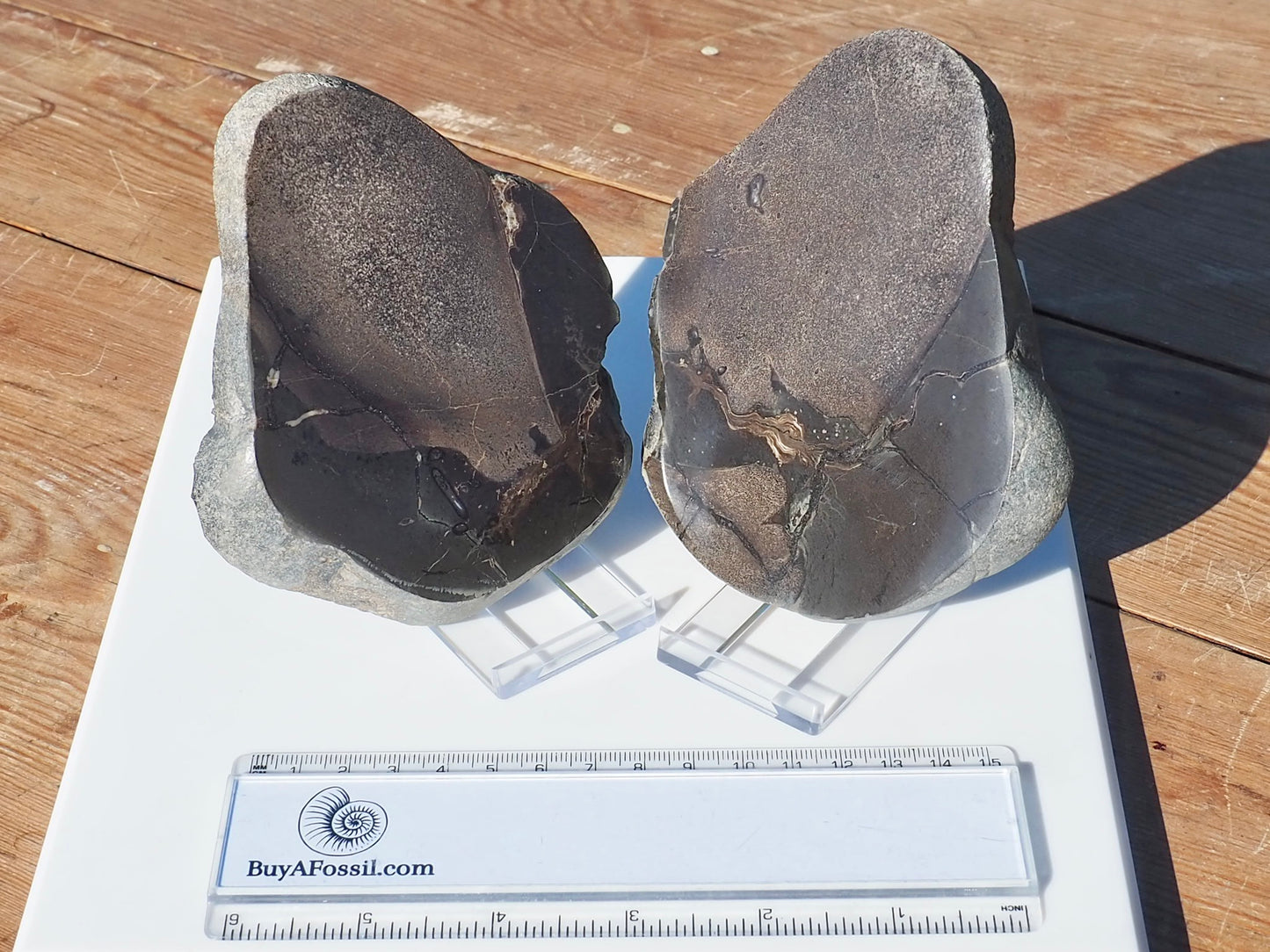 Cut & Polished Ichthyosaur Bones