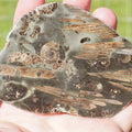 Polished Jurassic Fish Bone Gyrosteus Whitby POS/NEG