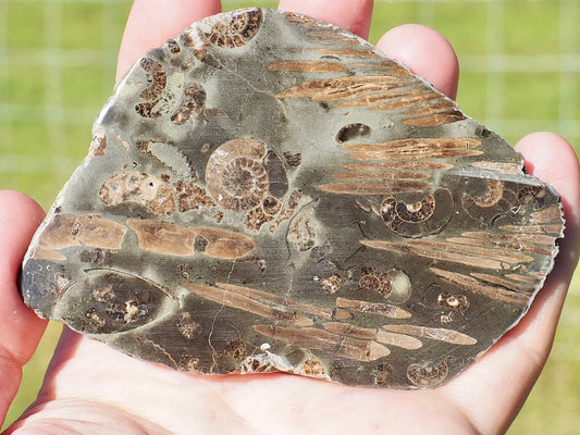 Polished Jurassic Fish Bone Gyrosteus Whitby POS/NEG