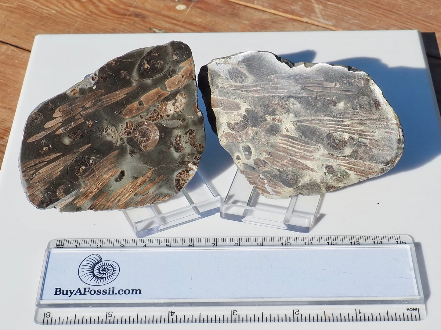 Polished Jurassic Fish Bone Gyrosteus Whitby POS/NEG