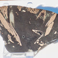 Polished Jurassic Fish Bone Gyrosteus – Whitby Yorkshire Coast – Jurassic