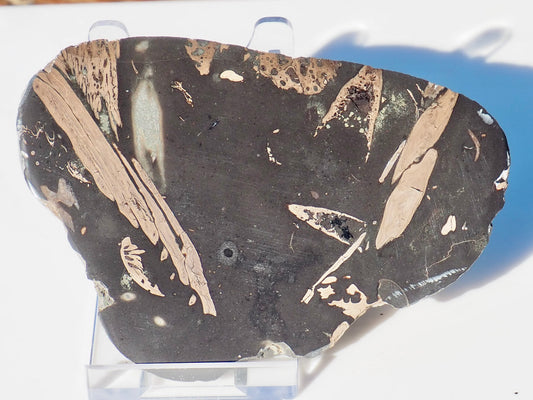 Polished Jurassic Fish Bone Gyrosteus Whitby
