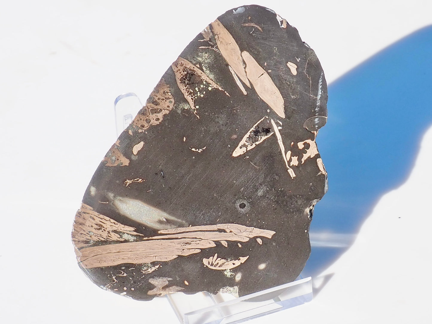 Polished Jurassic Fish Bone Gyrosteus Whitby