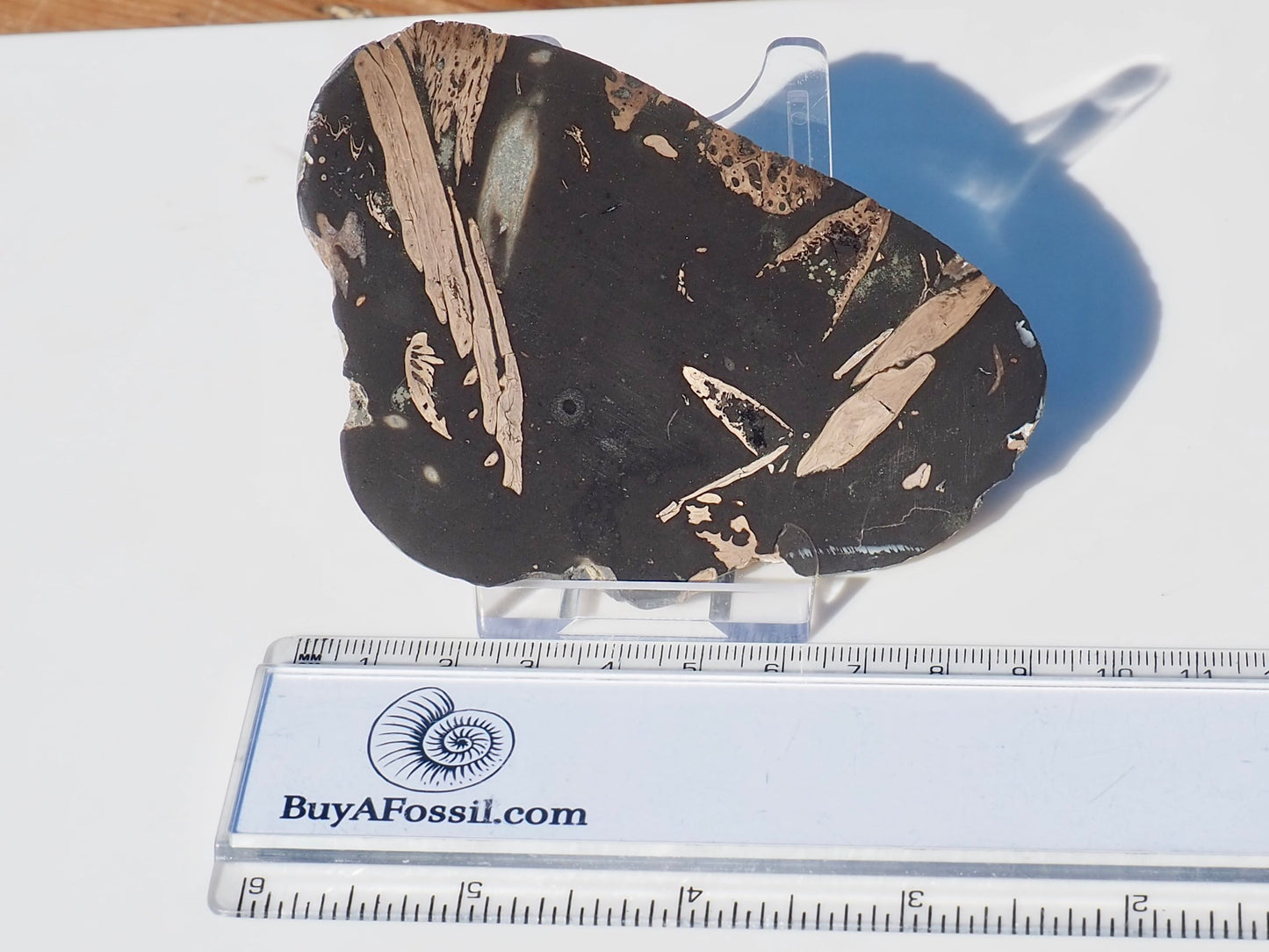 Polished Jurassic Fish Bone Gyrosteus Whitby