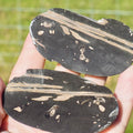 Polished Jurassic Fish Bone Gyrosteus – Whitby Yorkshire Coast – Jurassic