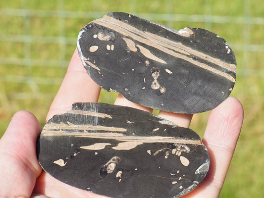Polished Jurassic Fish Bone Gyrosteus Whitby POS/NEG