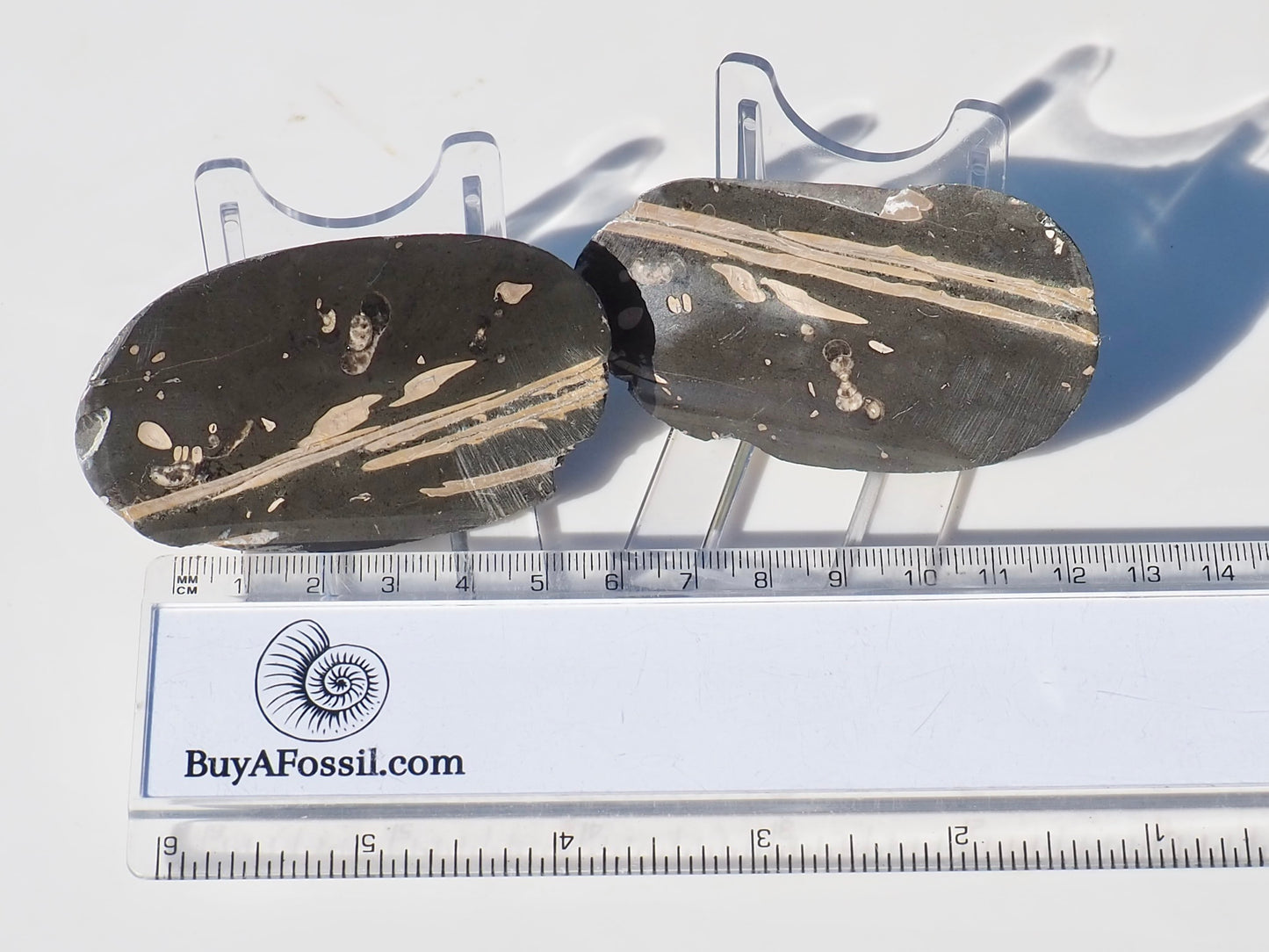 Polished Jurassic Fish Bone Gyrosteus Whitby POS/NEG
