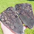 Cut & Polished Marine Reptile Bones POS/NEG