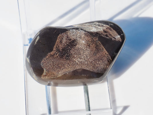Polished Ichthyosaur Bones