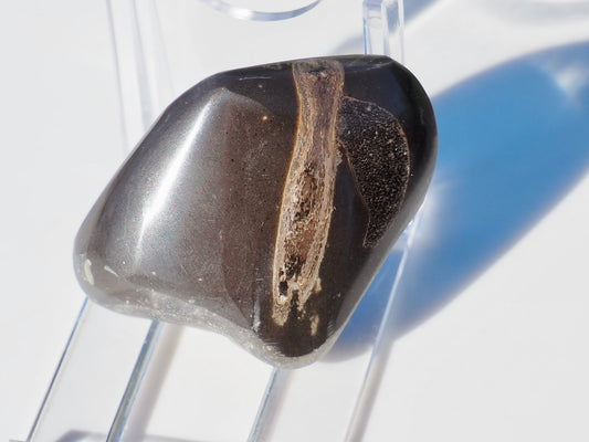 Polished Ichthyosaur Bones