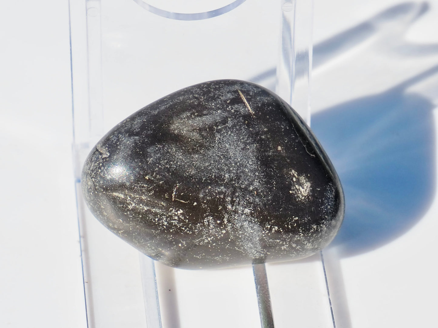 Polished Marine Reptile Bones