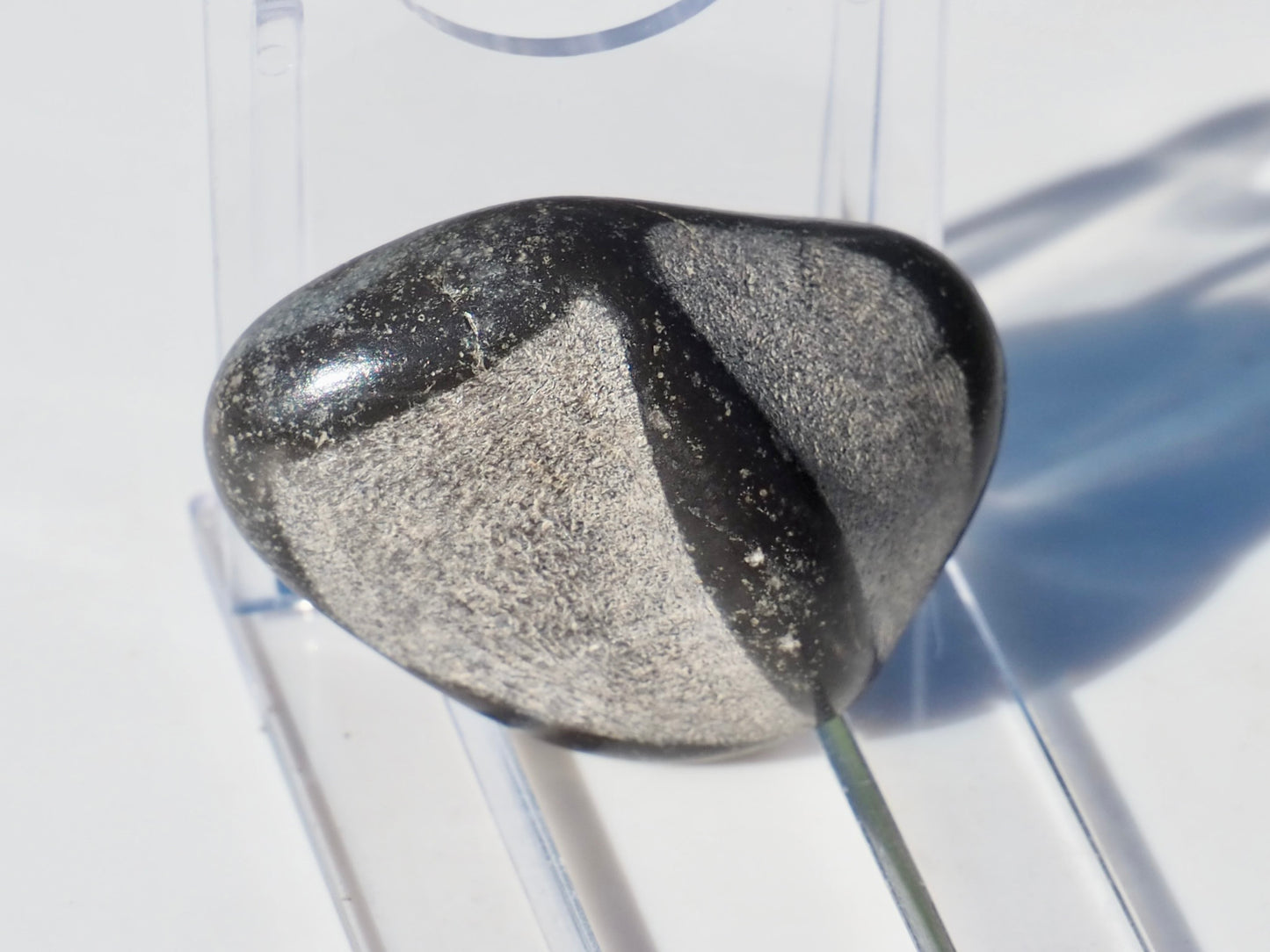 Polished Marine Reptile Bones