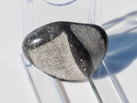 Polished Marine Reptile Bones
