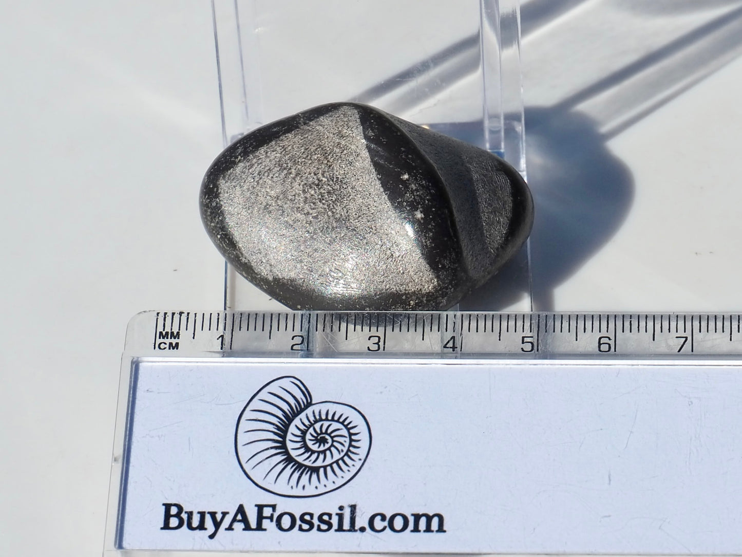 Polished Marine Reptile Bones