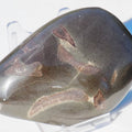 Polished Marine Reptile Bones