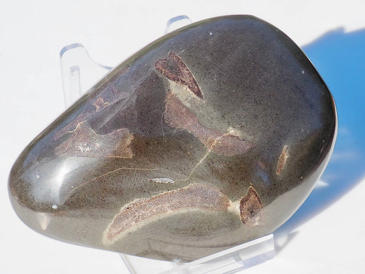 Polished Marine Reptile Bones