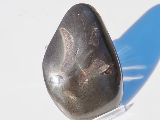 Polished Marine Reptile Bones