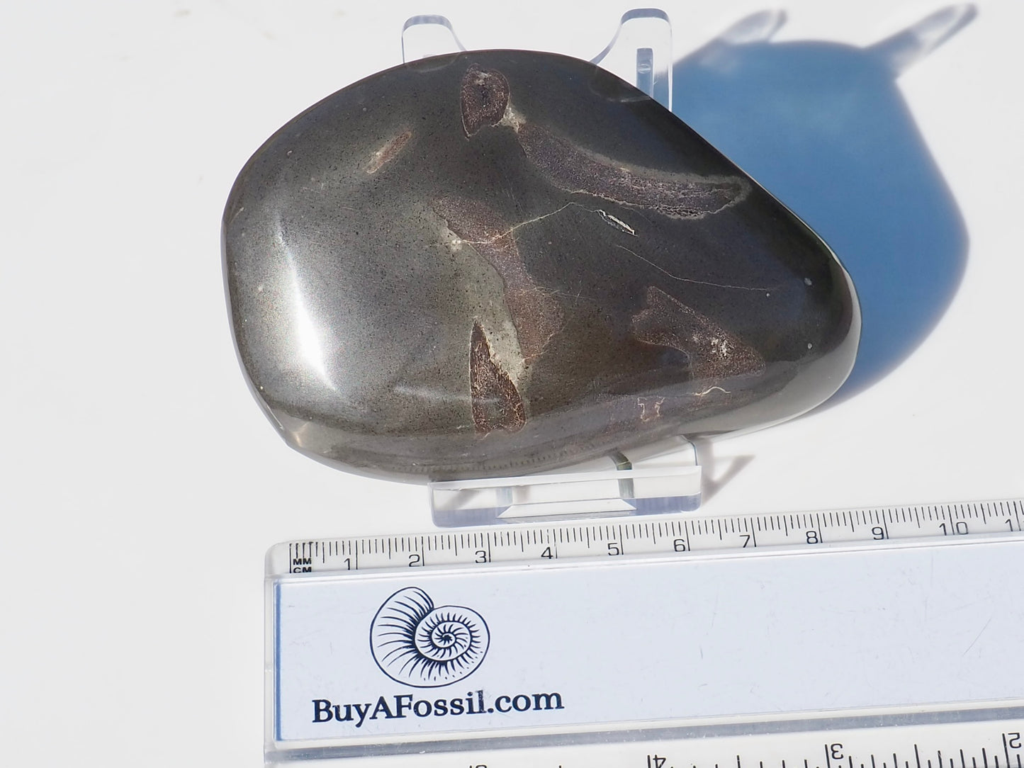 Polished Marine Reptile Bones