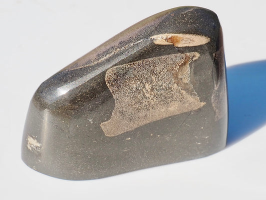 Ichthyosaur Bones Paper Weight