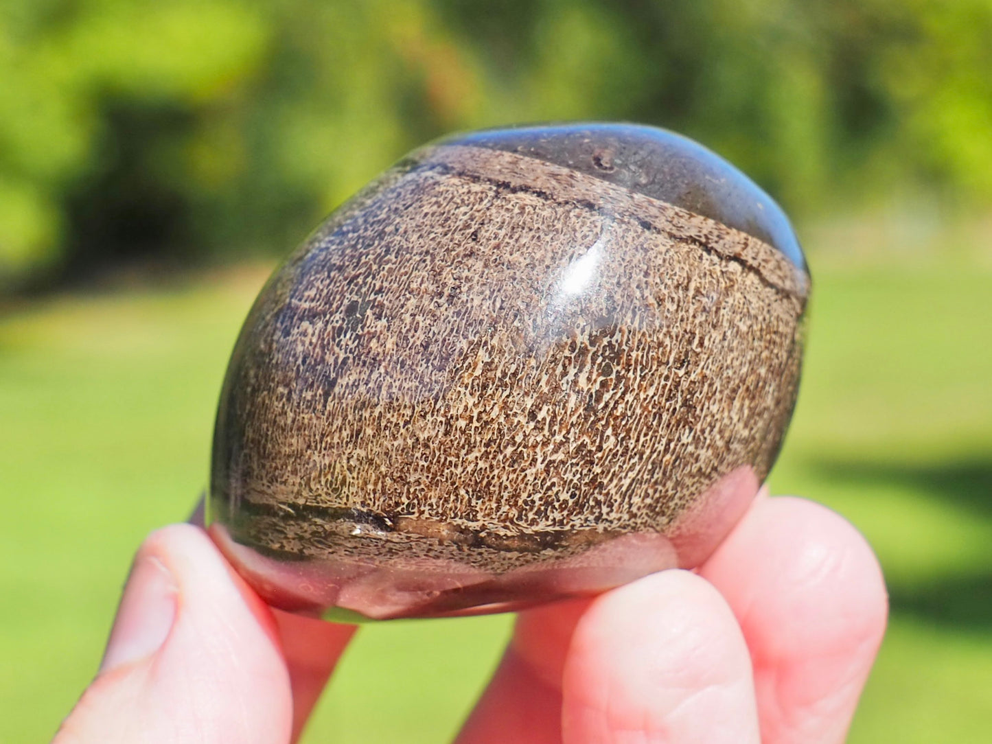 Polished Ichthyosaur Vert