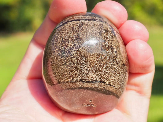 Polished Ichthyosaur Vert