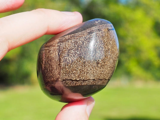Polished Ichthyosaur Vert