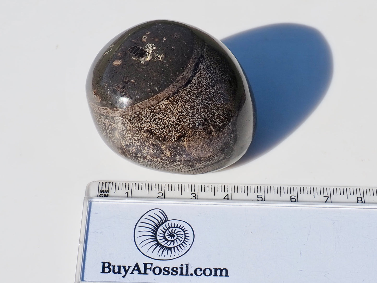 Polished Ichthyosaur Vert