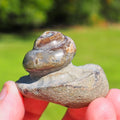 Gastropod