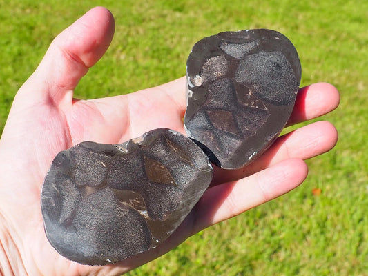 Cut and Polished Ichthyosaur Verts POS/Neg