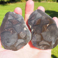 Cut and Polished Ichthyosaur Verts POS/Neg