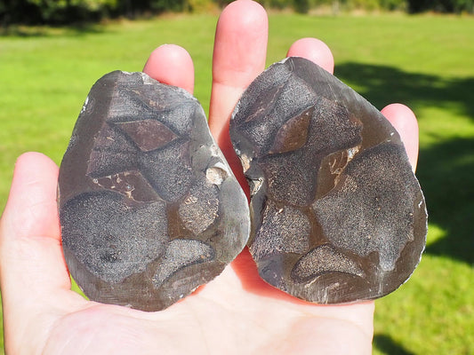 Cut and Polished Ichthyosaur Verts POS/Neg