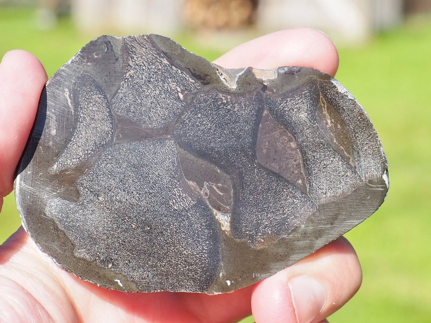 Cut and Polished Ichthyosaur Verts POS/Neg