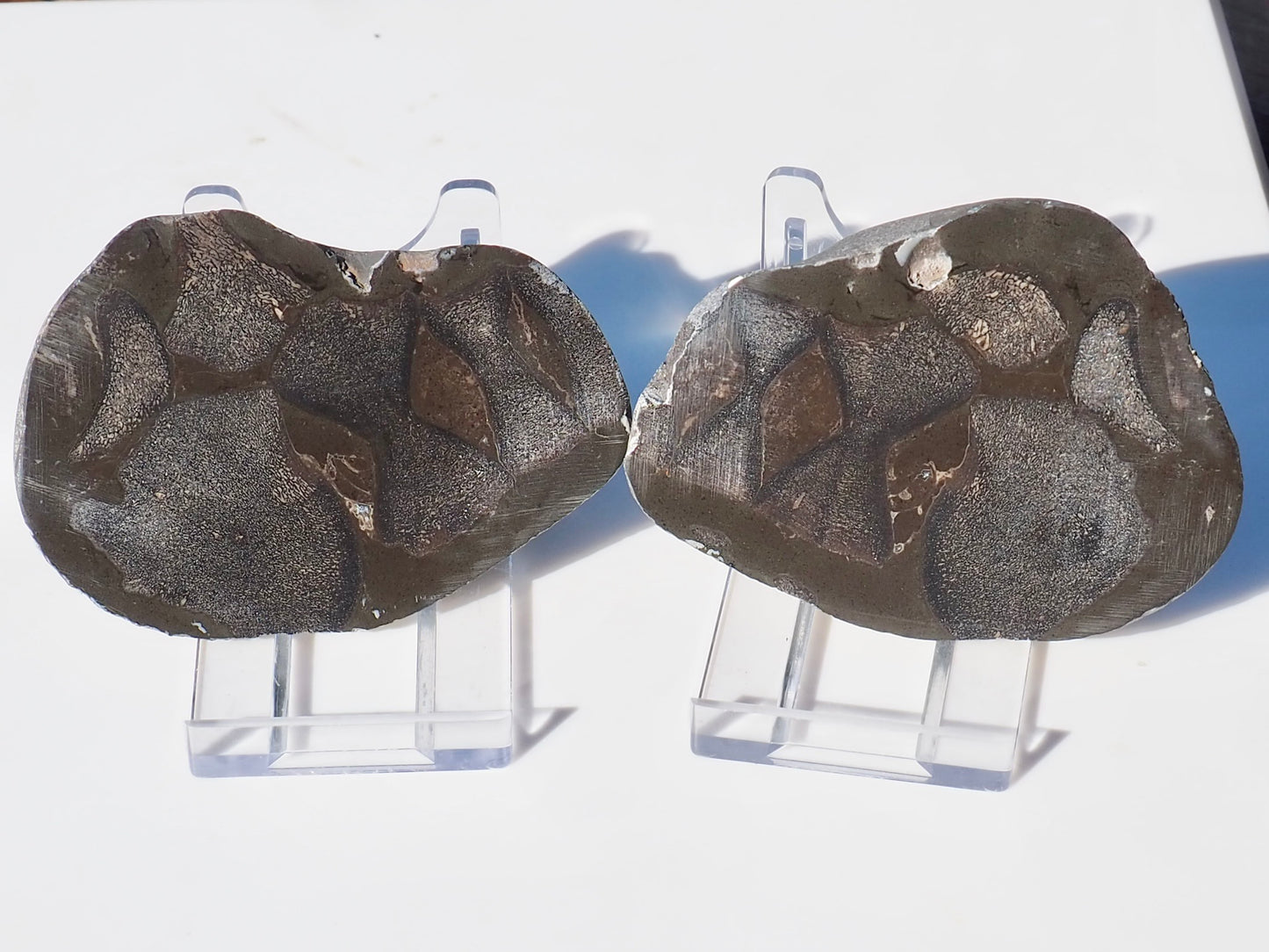 Cut and Polished Ichthyosaur Verts POS/Neg