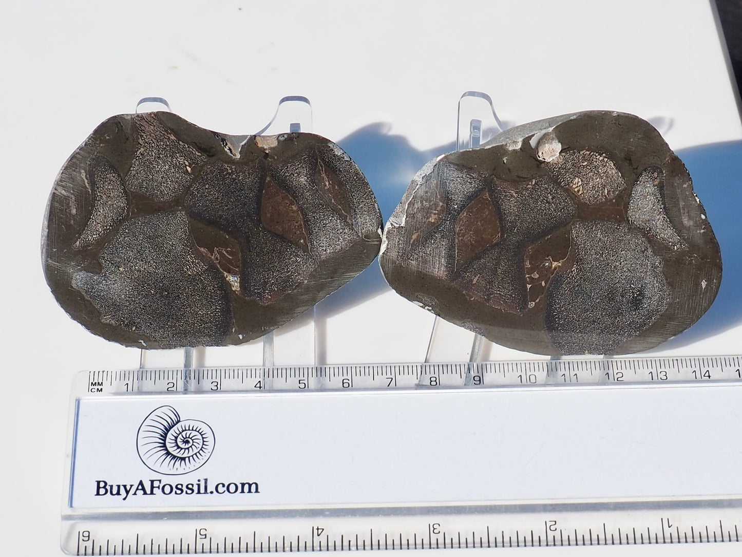 Cut and Polished Ichthyosaur Verts POS/Neg