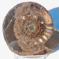 Cut and Polished Dactylioceras Ammonite Fossil – Whitby Yorkshire Coast – Jurassic